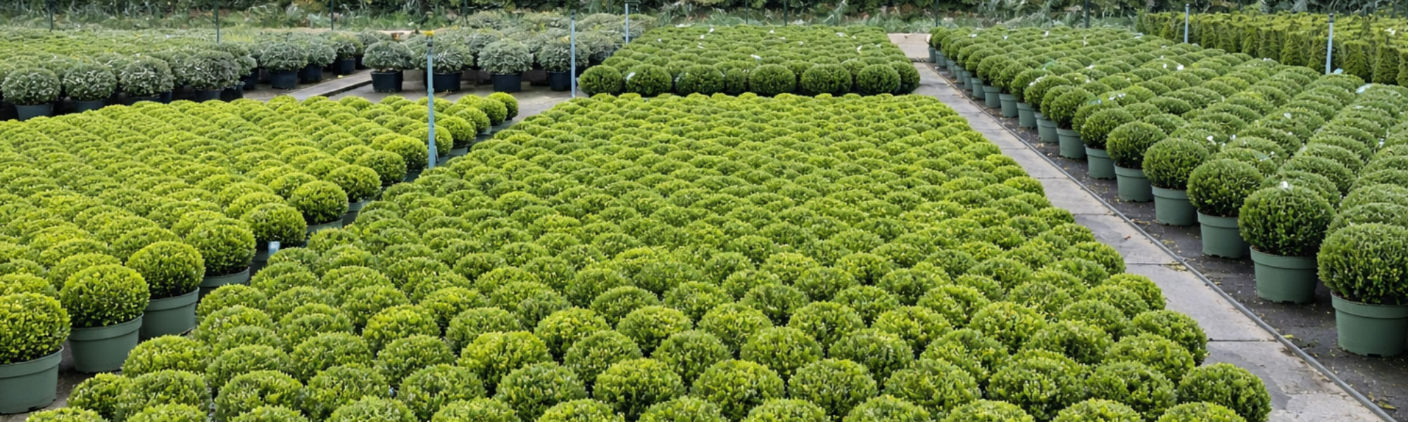 Field of plants growing at Cheshire Plants base