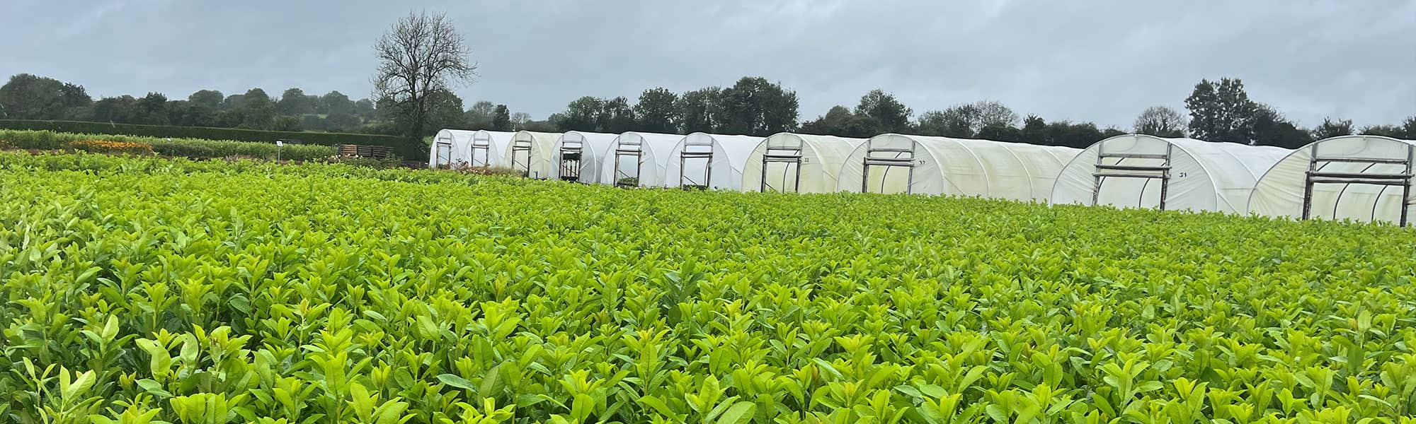 Field of plants growing at Cheshire Plants base